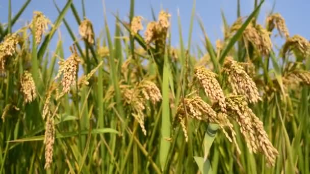 Arroz de arroz — Vídeo de stock