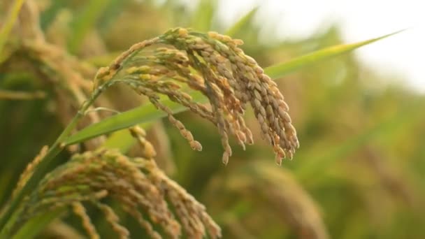 Урожай риса — стоковое видео
