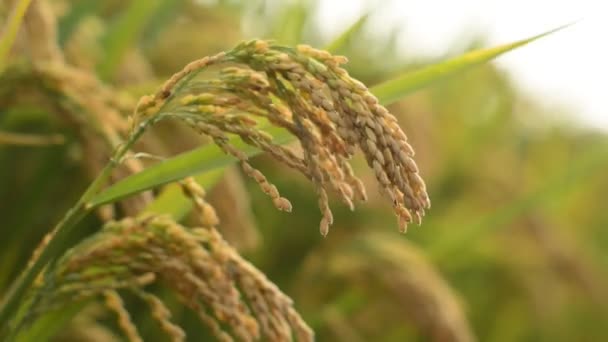 Cultura do arroz — Vídeo de Stock