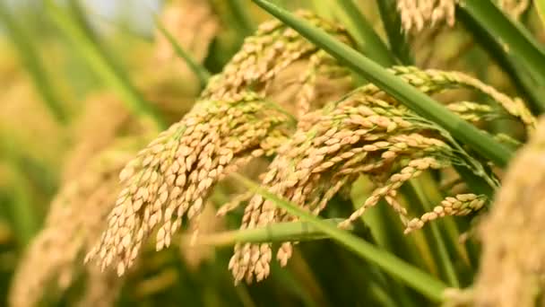 Arroz de arroz — Vídeos de Stock