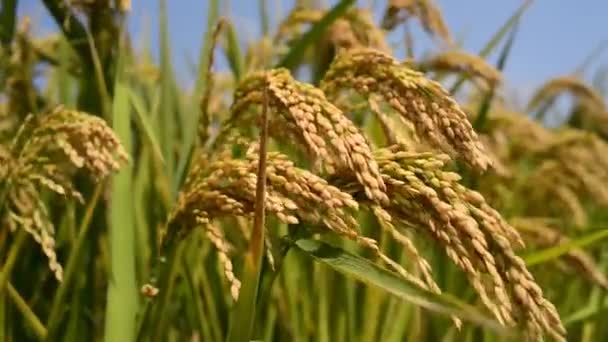 Rice Paddy — Stock Video