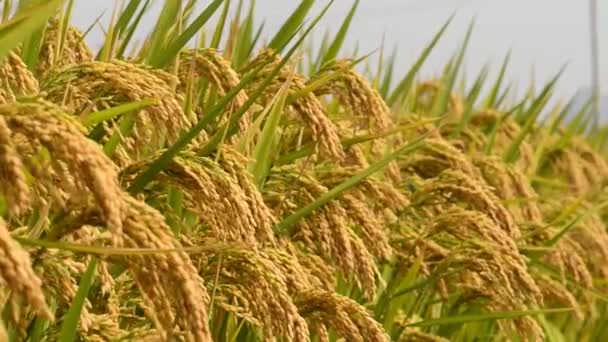 Rice crop — Stock Video