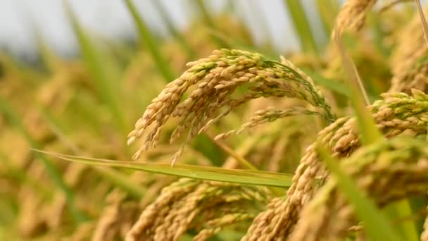 culture de riz 