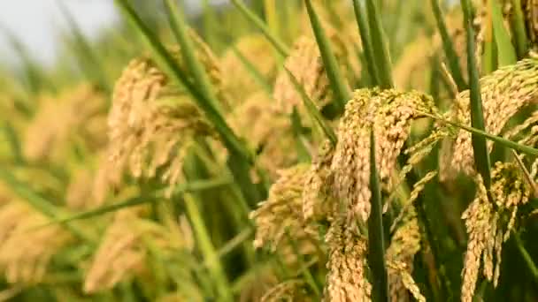 Riz Paddy 