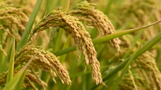 Rice crop — Stock Video