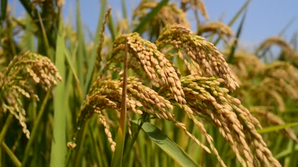 culture de riz 