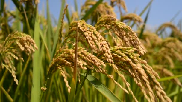 Rice crop — Stock Video