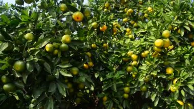Olgun turuncu ağaçta