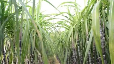 şeker kamışı ekimi