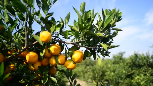 Naranjas maduras — Vídeo de stock