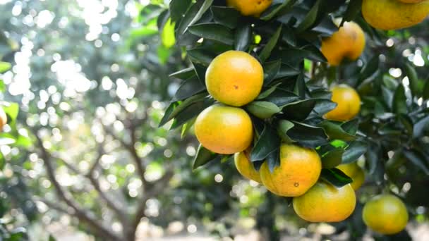 Naranjas maduras — Vídeo de stock