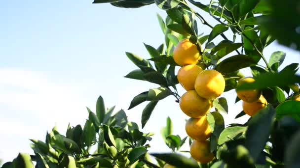 Naranjas — Vídeo de stock