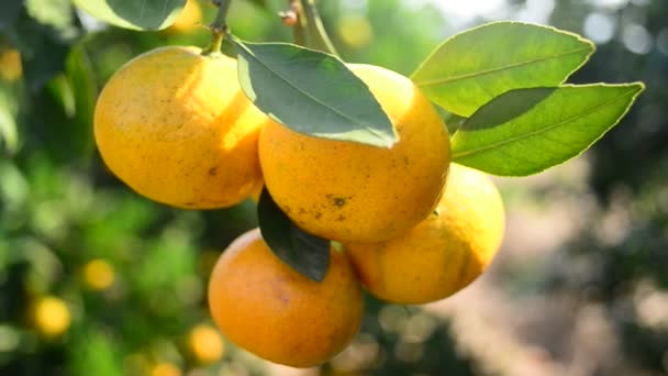 Naranjas maduras — Vídeo de stock