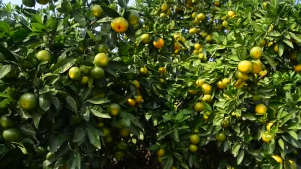 Zralý pomeranč na stromě — Stock video