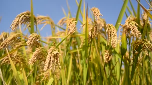 Arroz Paddy — Vídeo de Stock