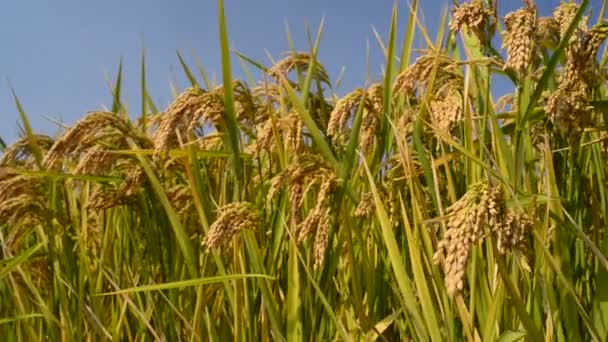 Arroz Paddy — Vídeo de Stock