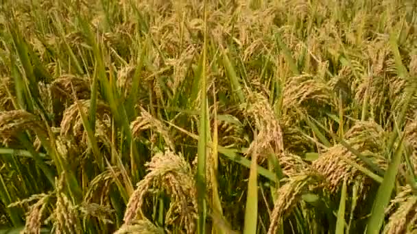 Riz Paddy 