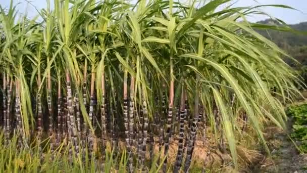 Plantación de caña de azúcar — Vídeos de Stock