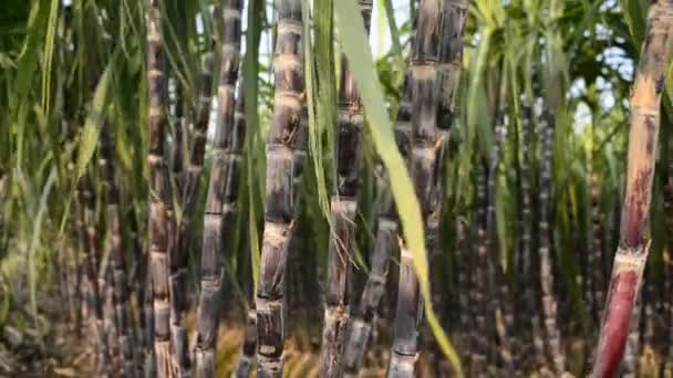 Plantation de canne à sucre — Video