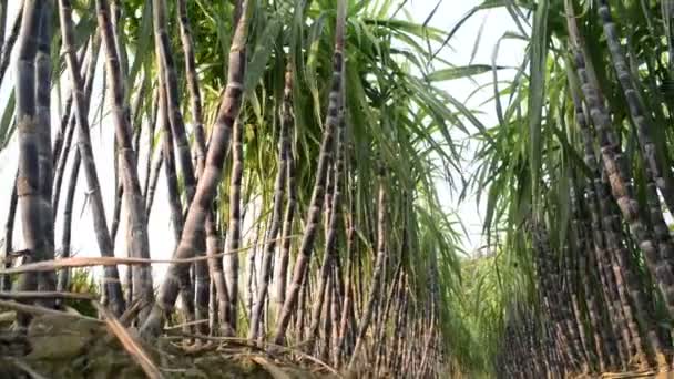 Plantação de cana de açúcar — Vídeo de Stock