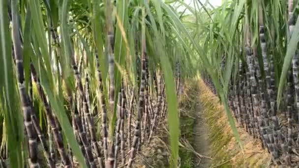Plantación de caña de azúcar — Vídeo de stock