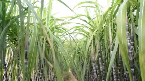 Suikerriet plantage — Stockvideo