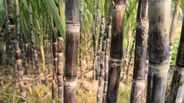 Plantation de canne à sucre 