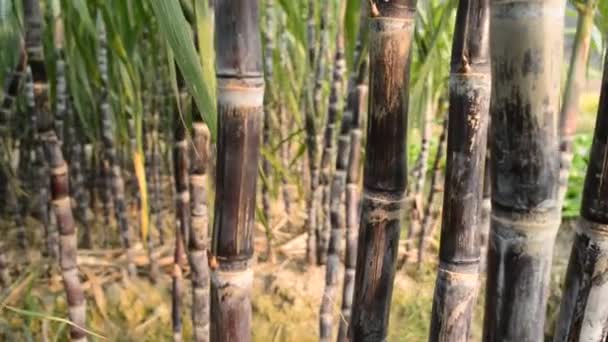 Plantación de caña de azúcar — Vídeos de Stock