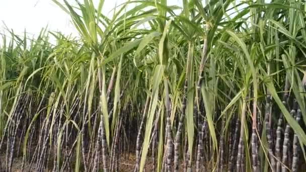 Sugar Cane Plantation — Stock Video