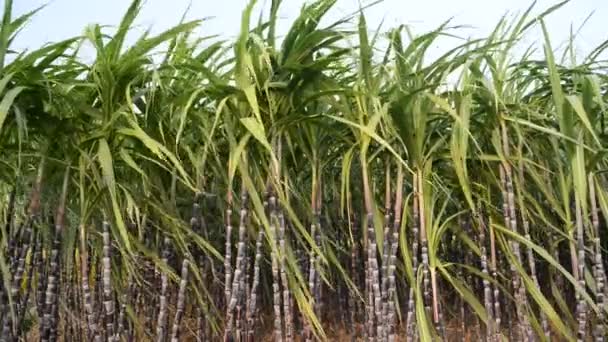 Sugar Cane Plantation — Stock Video