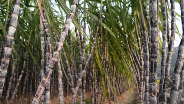 Plantación de caña de azúcar — Vídeos de Stock