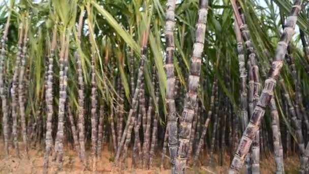 Plantación de caña de azúcar — Vídeo de stock