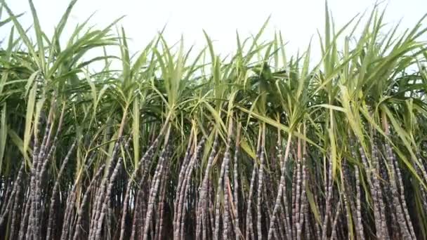 Sugar Cane Plantation — Stock Video