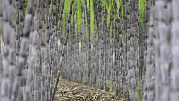 Cukornád ültetvények — Stock videók