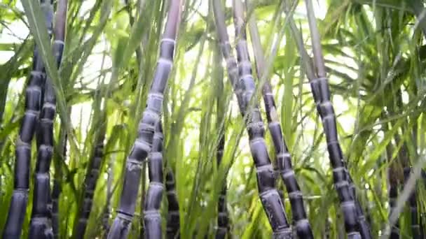 Zuckerrohrplantage — Stockvideo