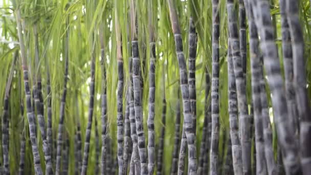 Plantation de canne à sucre — Video