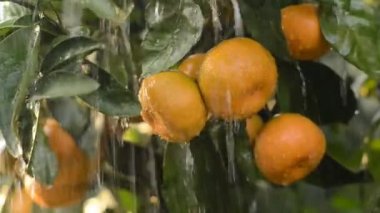 portakal ağacındaki yağmurda