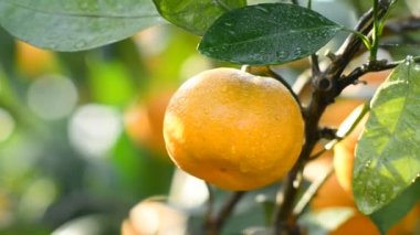 portakal ağacındaki yağmurda