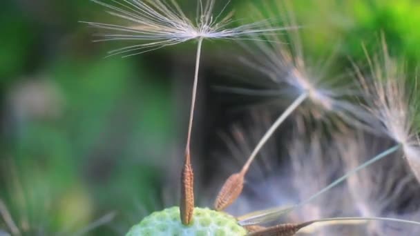 Diente de león en la naturaleza — Vídeo de stock