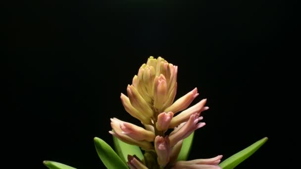 Hyacint bloeien op zwarte achtergrond time-lapse — Stockvideo