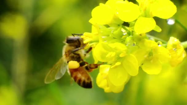 Honigbiene auf gelber Blume — Stockvideo