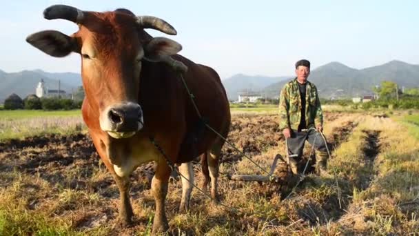 Farmer spring ploughing sow with buffalo — Stock Video