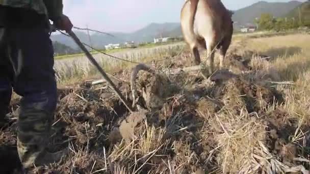 Farmer spring ploughing sow with buffalo — Stock Video