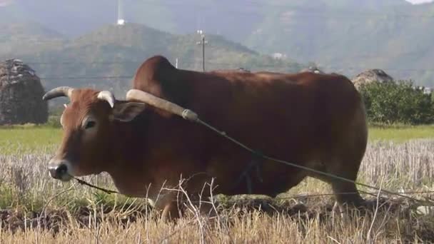 Farmer spring ploughing sow with buffalo — Stock Video