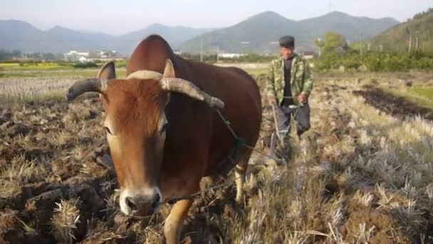 Farmer spring ploughing sow with buffalo — Stock Video