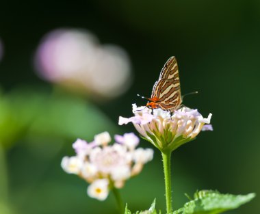 kelebek, ortak silverline, spindasis vulcanus, çiçek bal emmek