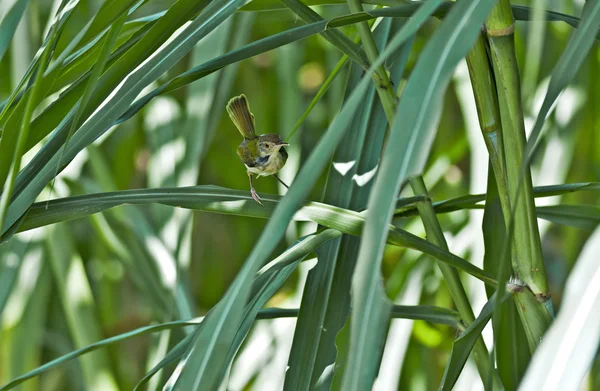 Tailorbird commun dansant, se déplaçant parmi les roseaux verts, lames d'herbe, copie s — Photo