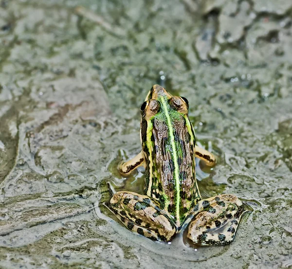 Sapo, Bullfrog, à espera numa poça de lama parcialmente submersa com algas verdes , — Fotografia de Stock