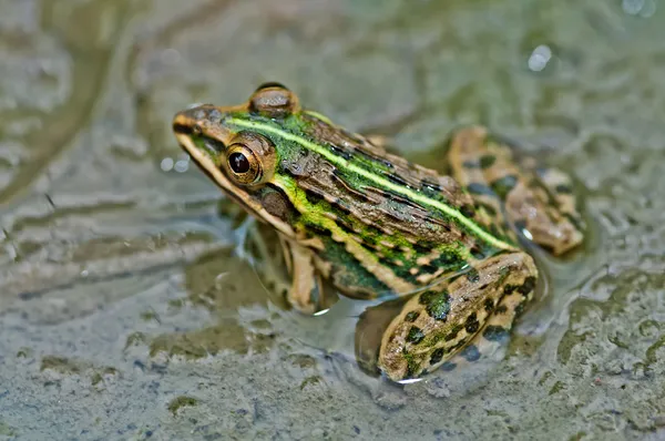 Sapo, Bullfrog, à espera numa poça de lama parcialmente submersa com algas verdes , — Fotografia de Stock