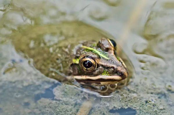 Grenouille, ouaouaron, attendant dans une flaque de boue partiellement submergée d'algues vertes , — Photo